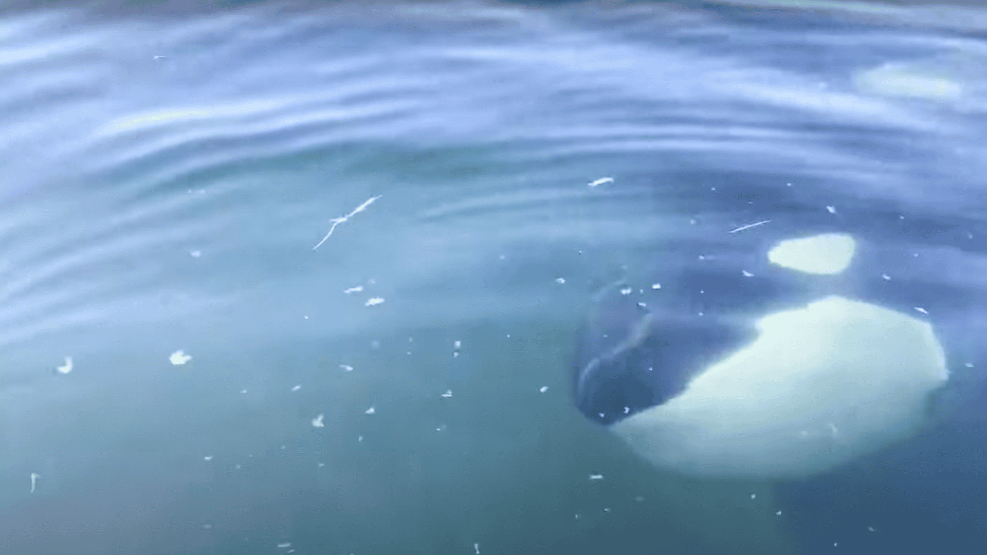 orca