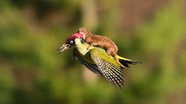Weasel Photographed Riding on a Green Woodpecker’s Back