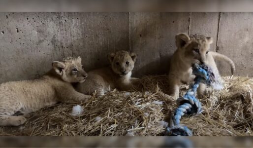 Lion Cubs’ First Toys – Playtime for Predators