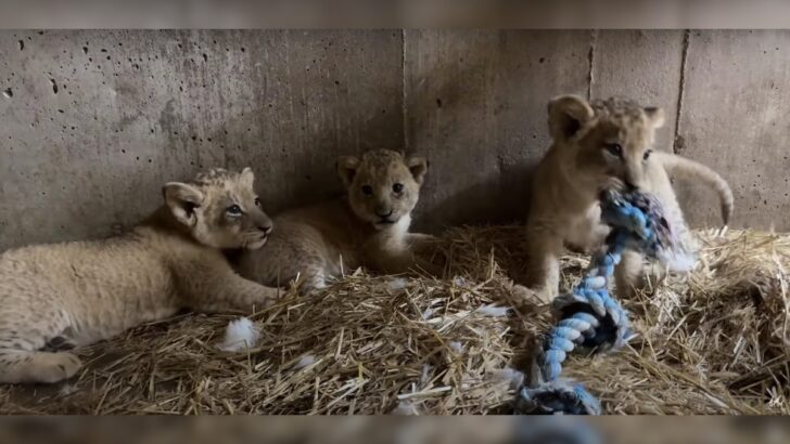 Lion Cubs’ First Toys – Playtime for Predators