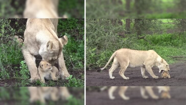 Adorable Lion Cub Defies Its Mom