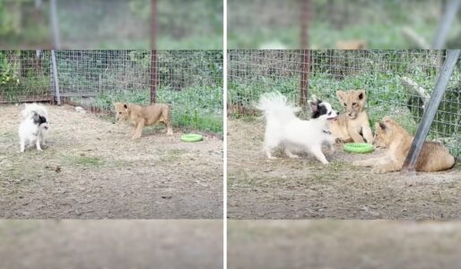 Chihuahua Teaches Lion Cubs: An Unlikely Classroom (Must Watch)