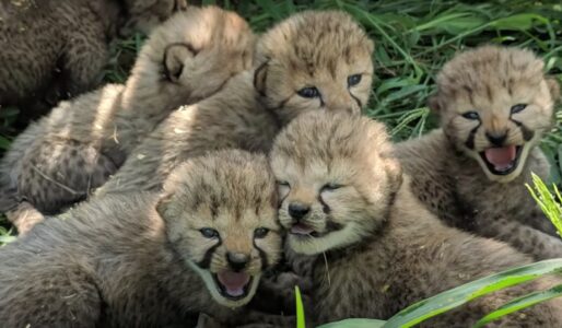 Into the Wild or Into the Heart? These 7 Cheetah Cubs Will Melt Your Heart!