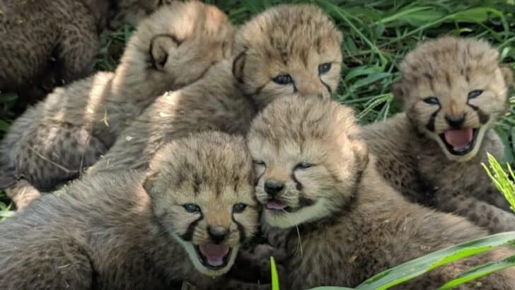 Into the Wild or Into the Heart? These 7 Cheetah Cubs Will Melt Your Heart!