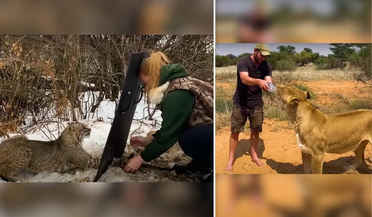 Animals Reaching Out for Help and Kindness