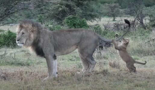 Lion Cub Annoys it&rsquo;s Father&rsquo;s Pee Pee in This Mischievously Cute Video