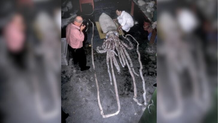 Rare 26-Feet Giant Squid Washes Ashore, Beachcombers Stunned!