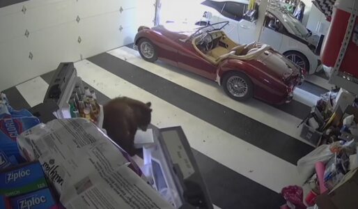 Oreo-Loving California Bear Breaks into Houses For His Favorite Treat- OREO!