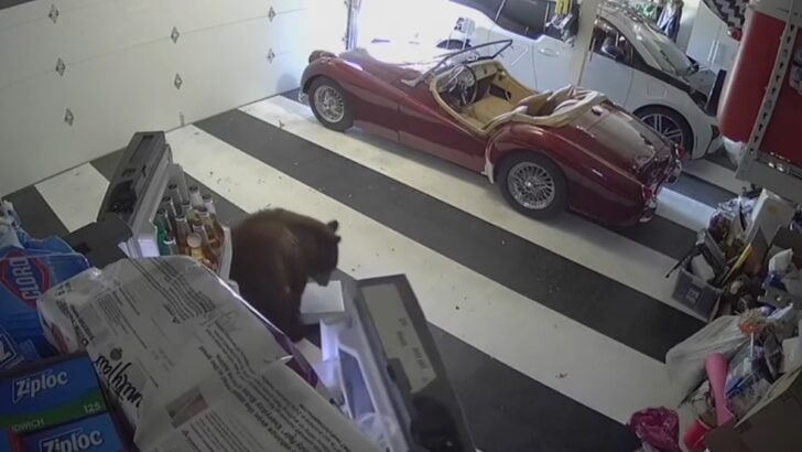 Oreo-Loving California Bear Breaks into Houses For His Favorite Treat- OREO!