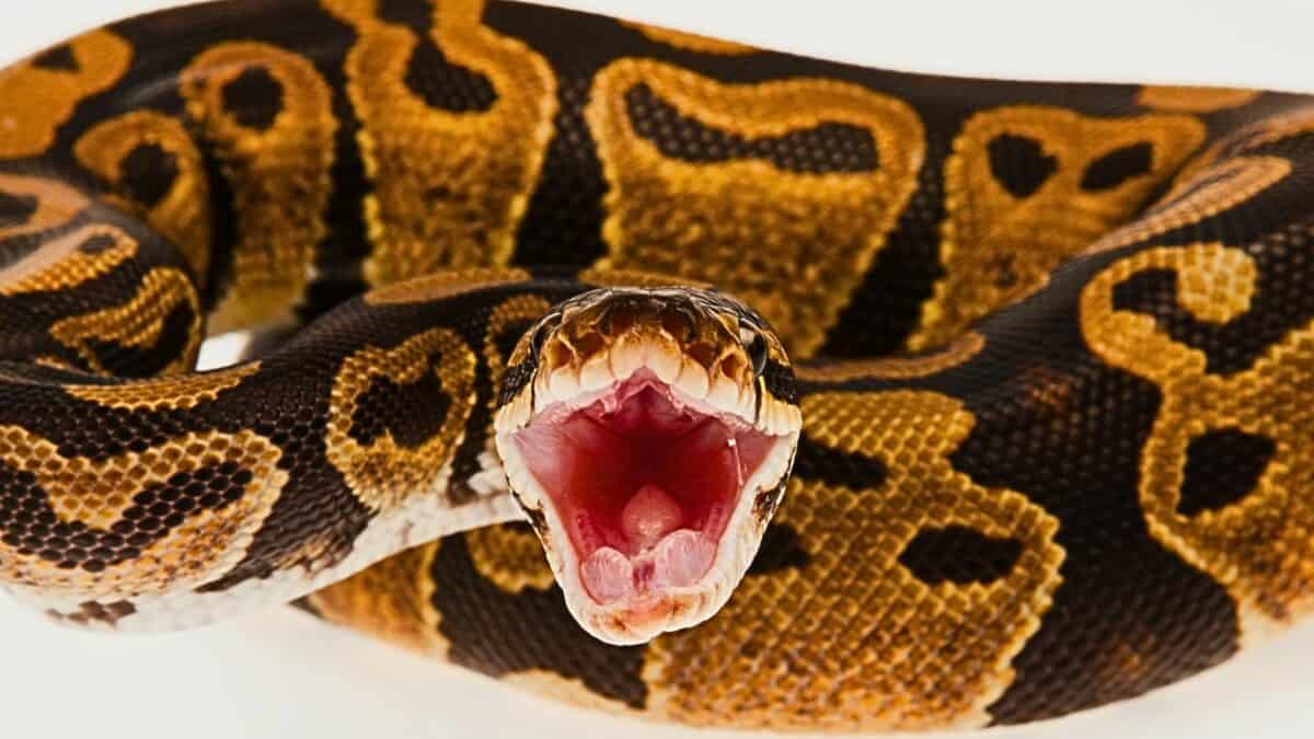 Woman Found Eaten Alive Inside Massive 20-ft Python