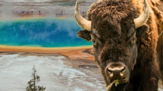 Portugal Welcomes First Wild Bison in 10,000 Years