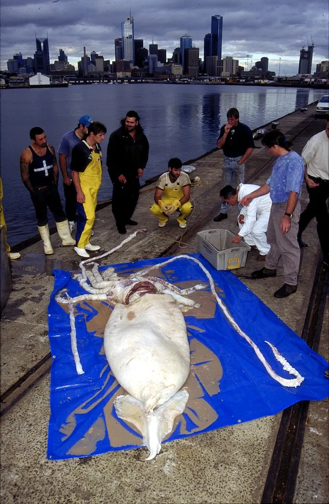 Giant Squid