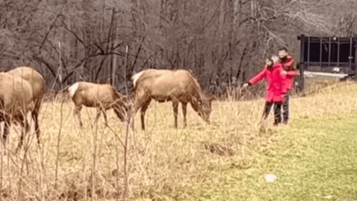 “Animals Lovers” Feeding The Elk At Great Smoky Mountains National Park Receive Major Backlash