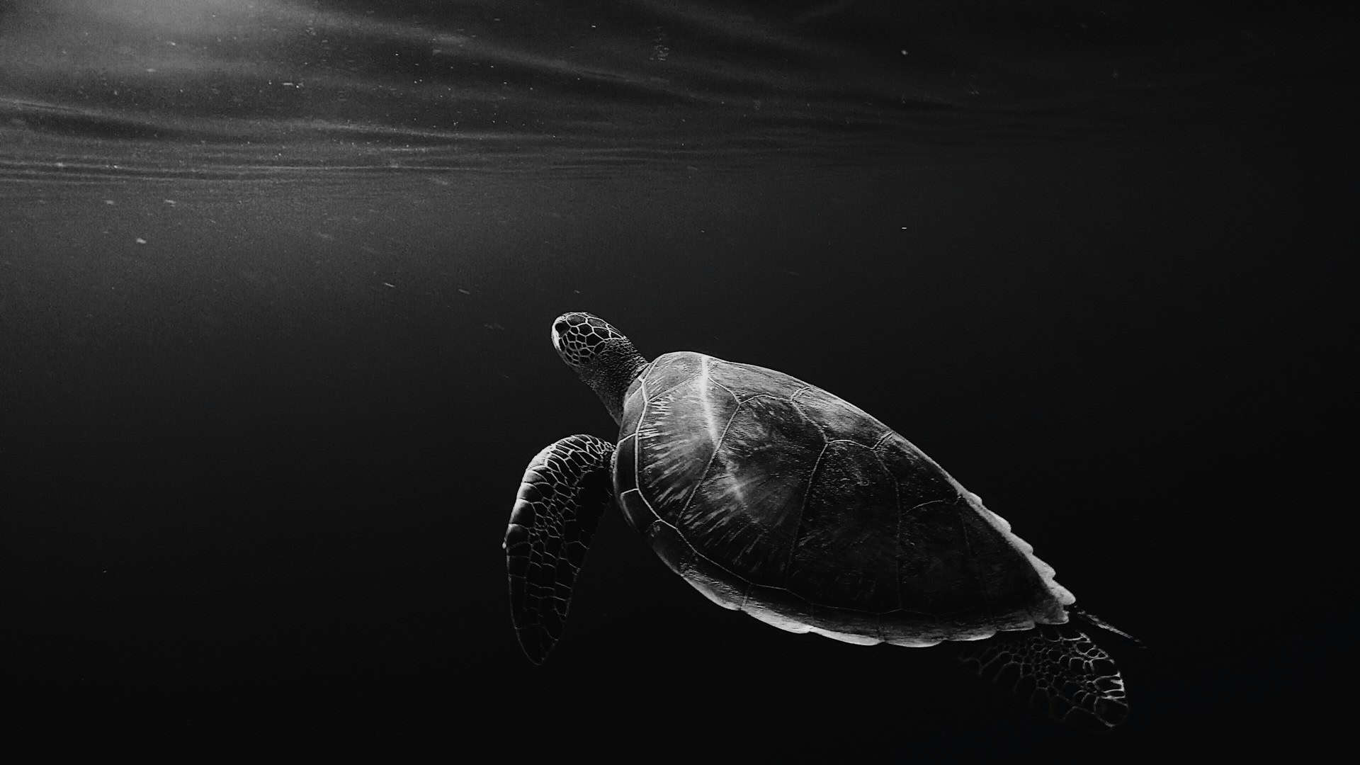 sea turtle 