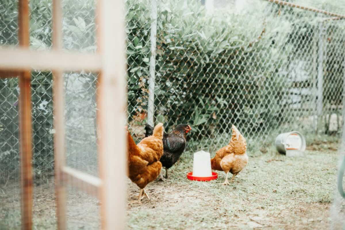 chickens in garden