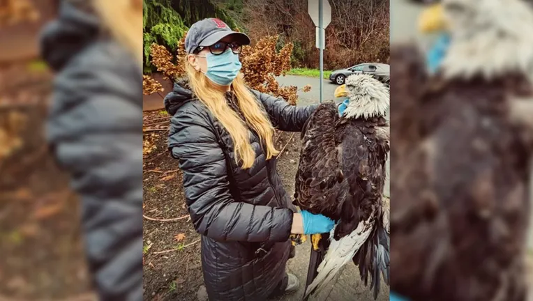 Bald Eagle Flies into Powerline, Gets Electrocuted