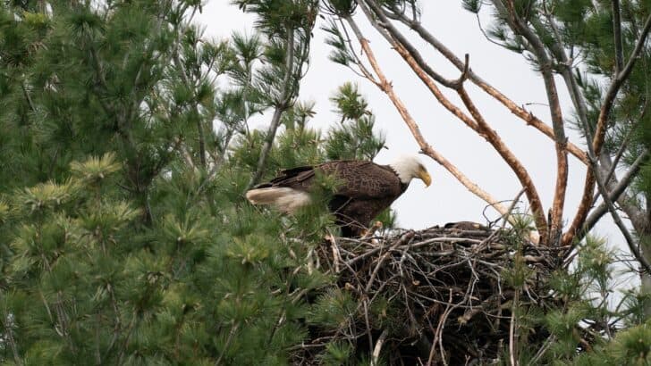 The Largest Bald Eagle Nest Ever Found in Southwestern Texas (15-foot-wide)