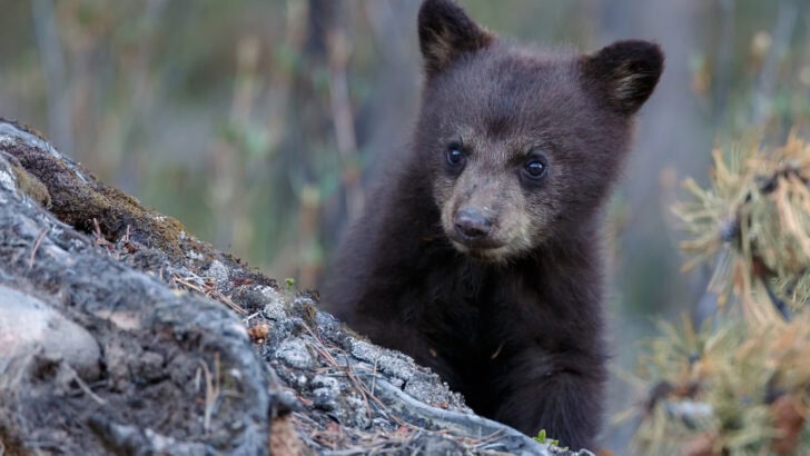 Park Manager Saves Bear Cub Trapped Within Plastic Container
