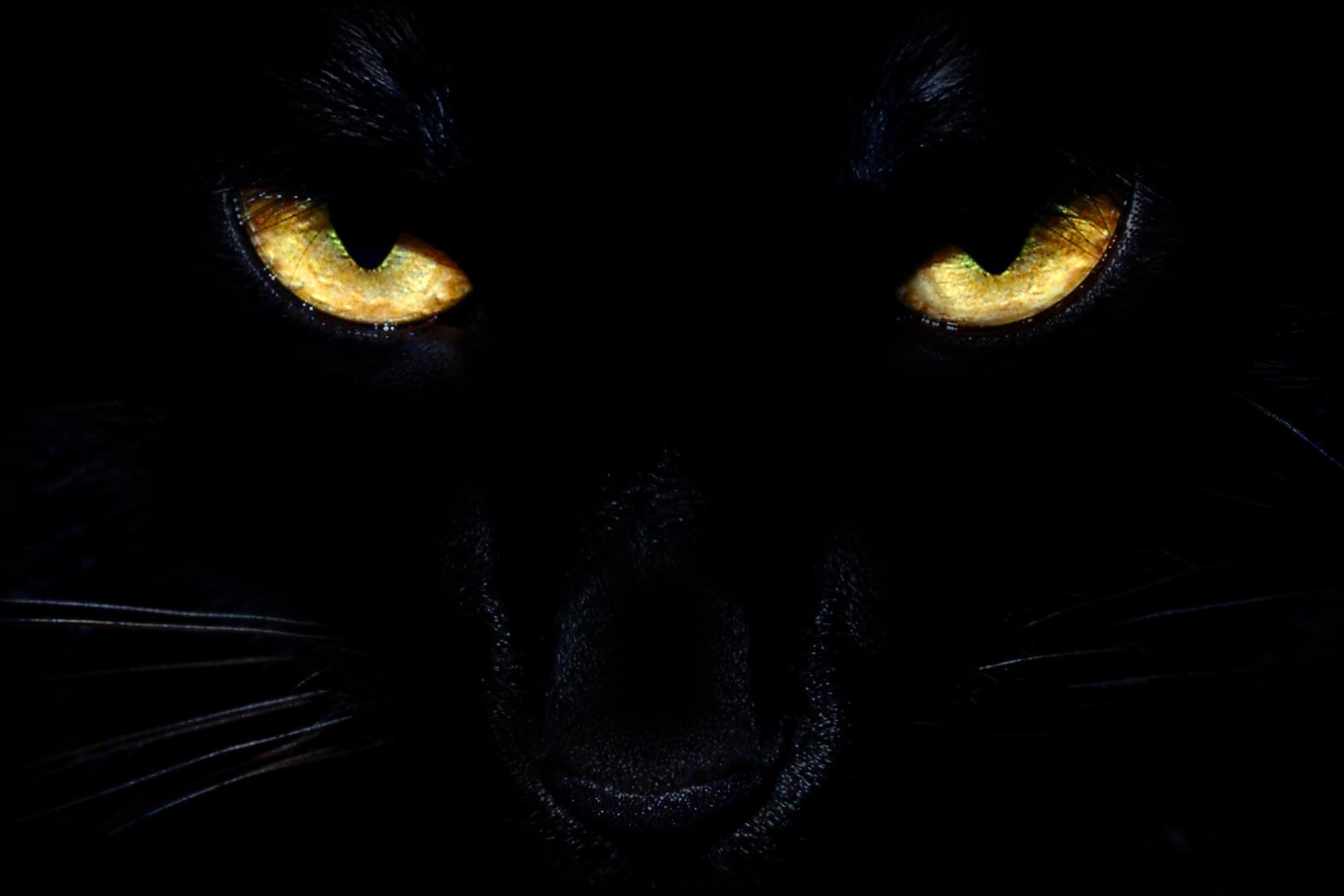 Black panther