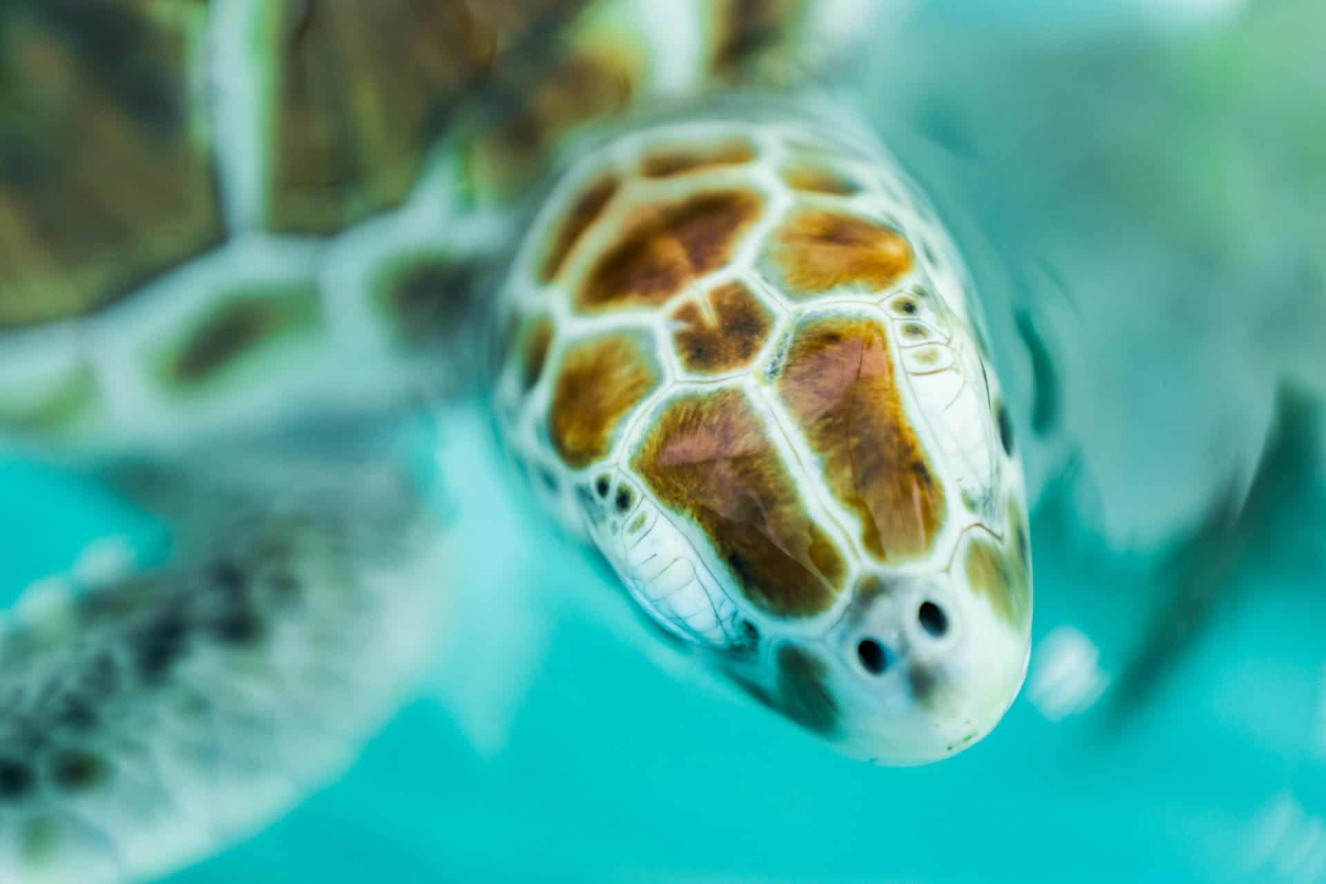 sea turtle 