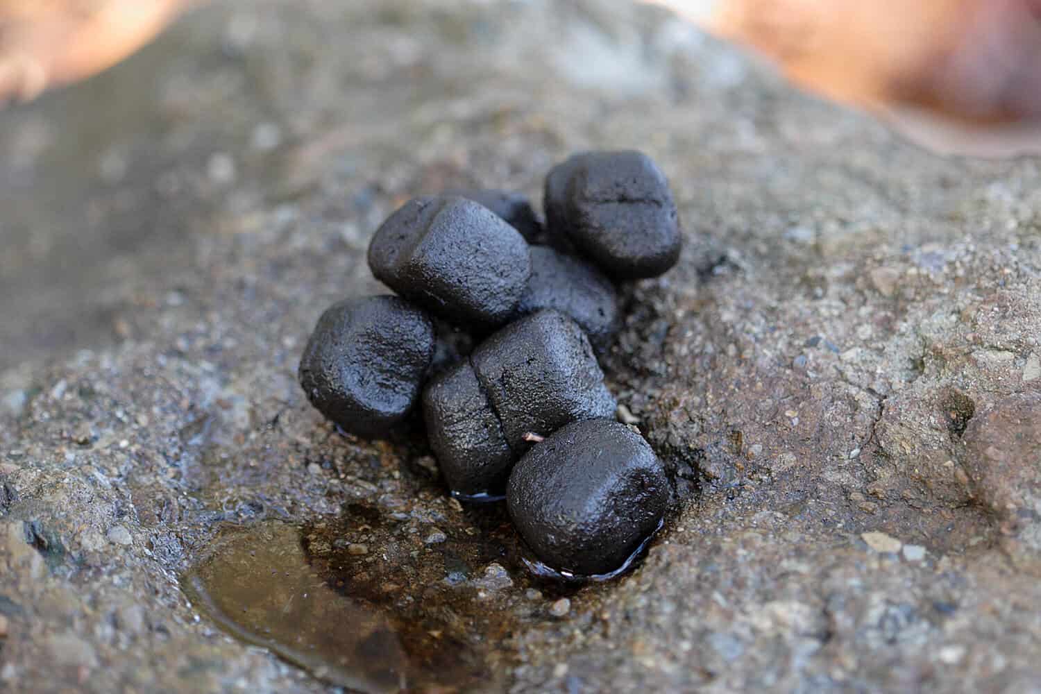 Cube Poop in the Wild