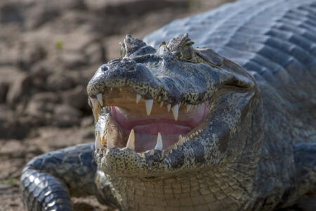 Giant Crocodile Encounter Scares Fishermen in Western Australia