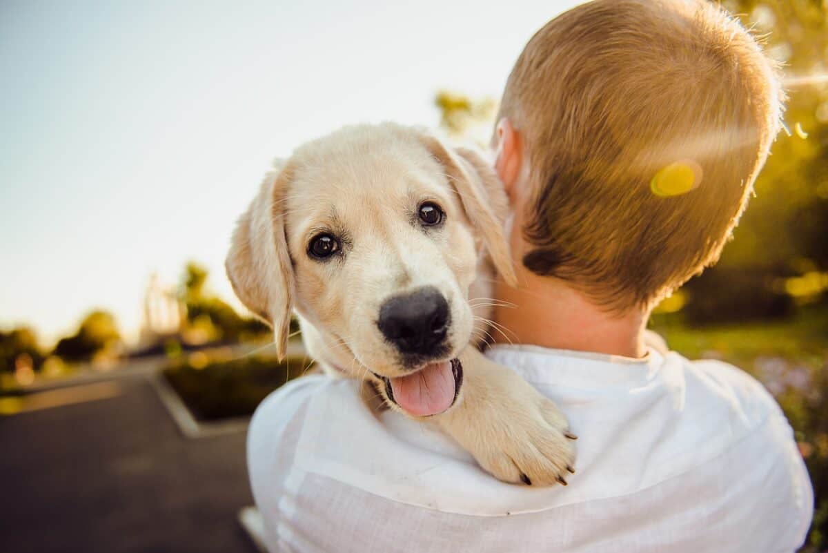 shelter dog