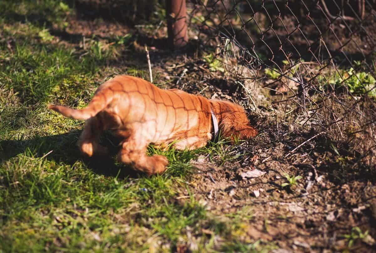 dog digging in garden