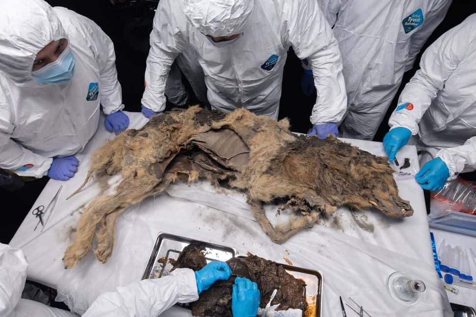 44,000-Year-Old Mummified Wolf