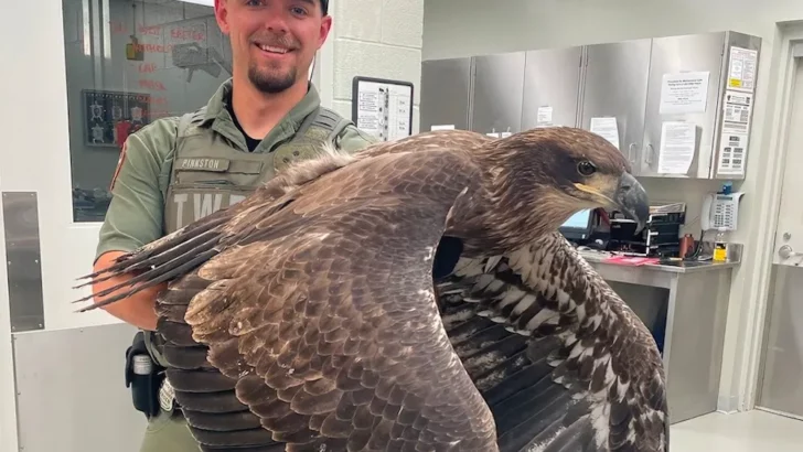 Man Rescues Huge Bald Eagle, But His Head Isn’t White?