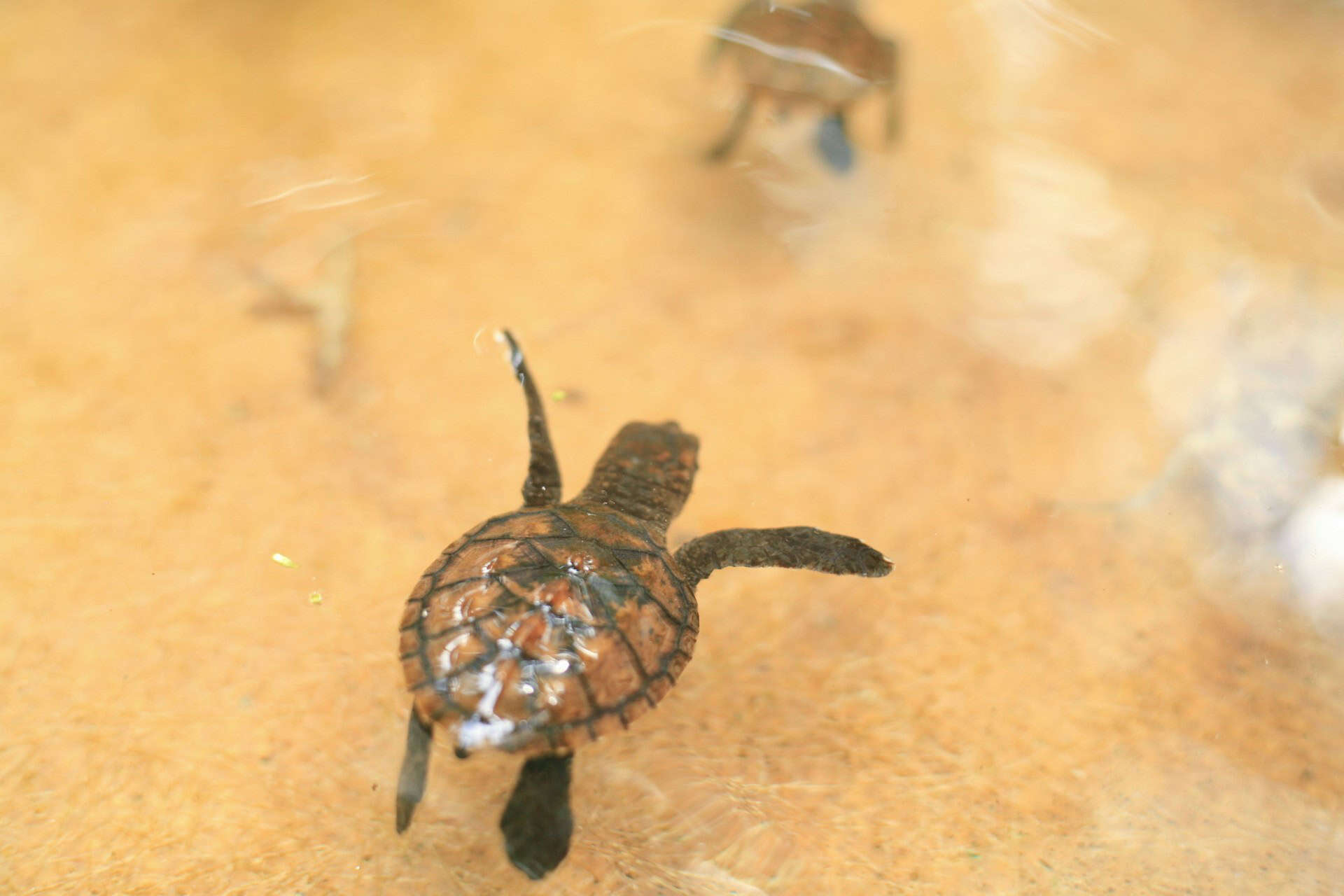 sea turtle 