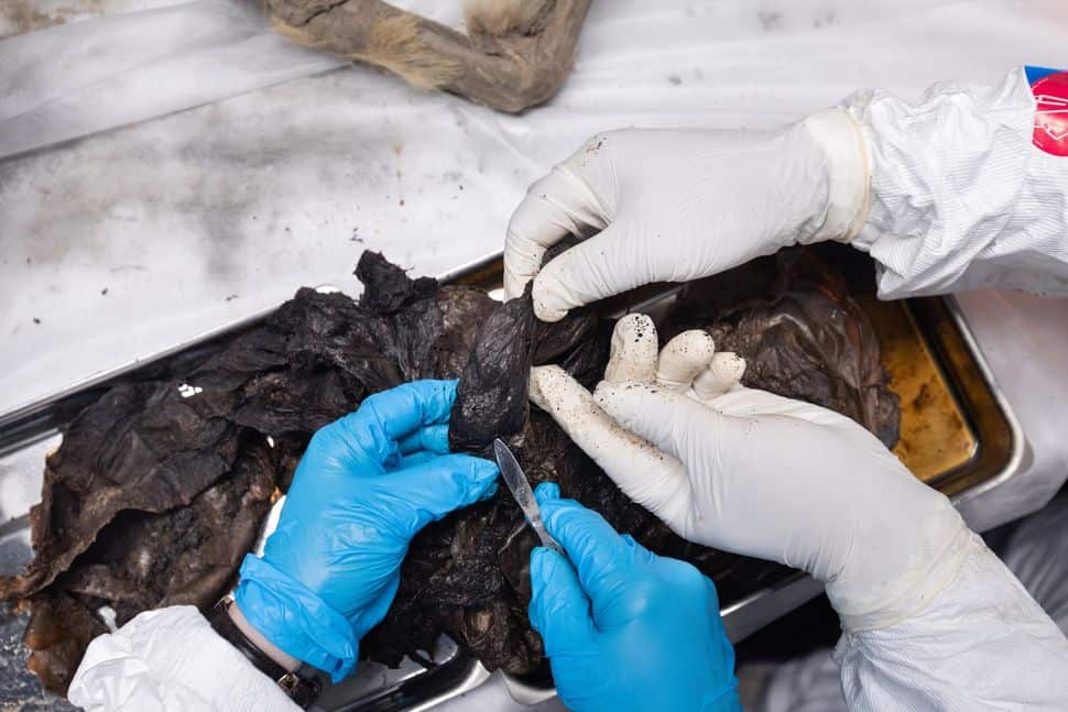 44,000-Year-Old Mummified Wolf