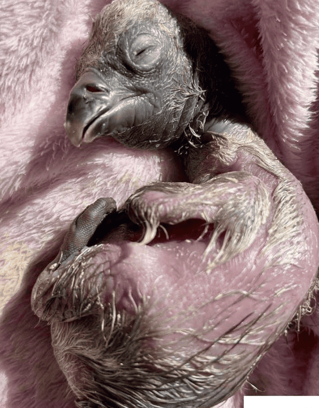 vulture
