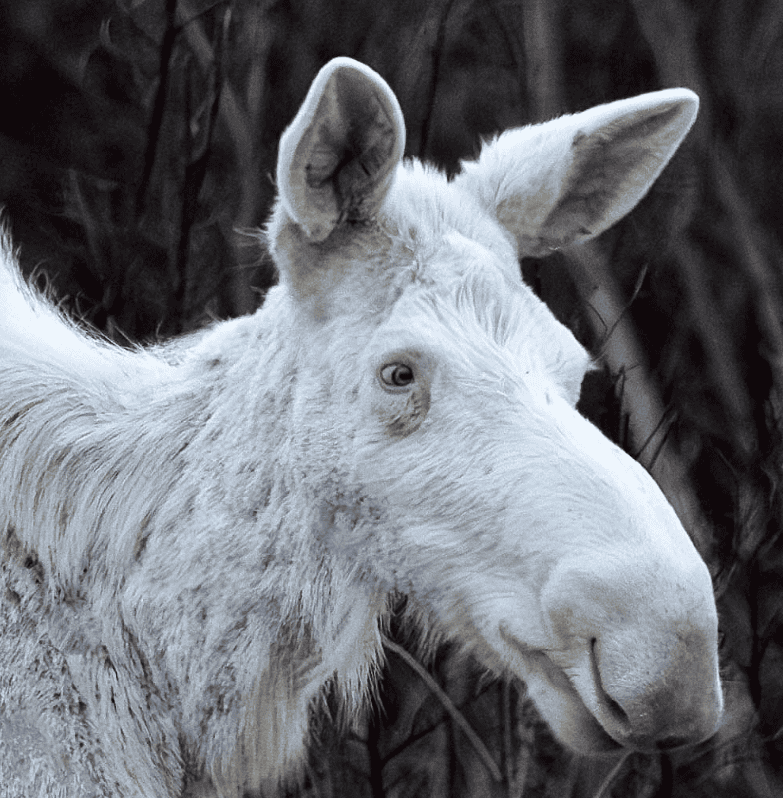 white moose