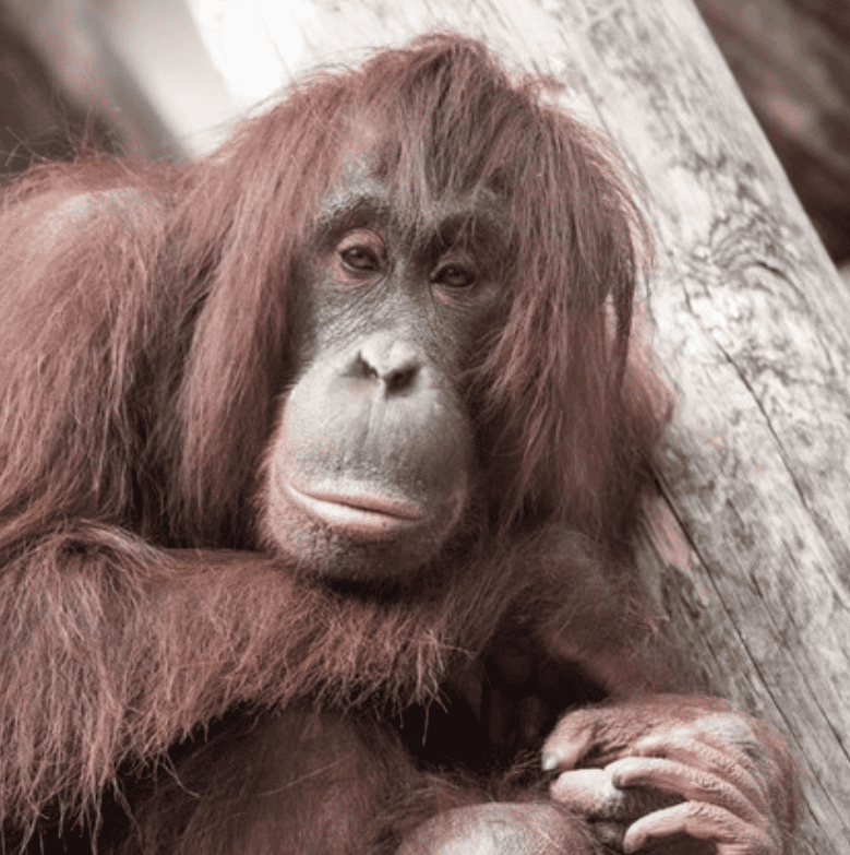 Orangutan