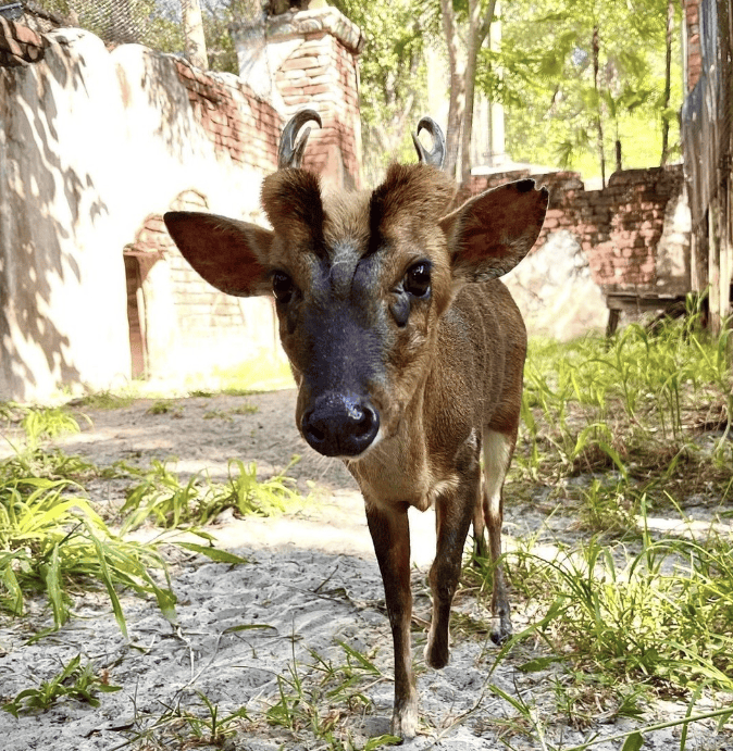ungulate