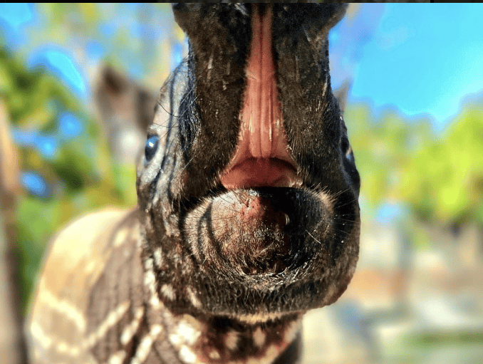 tapir