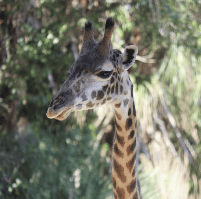 giraffe