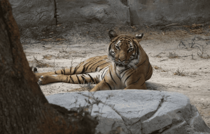 tiger