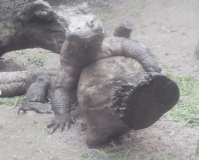 komodo