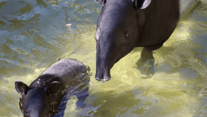 Animals Are Beating The Heat In Florida
