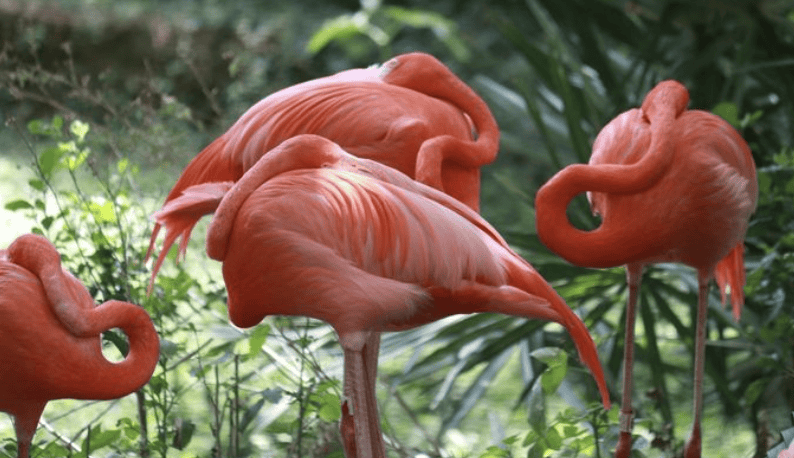 Flamingo