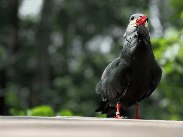 bird