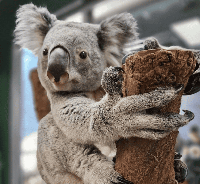 koala