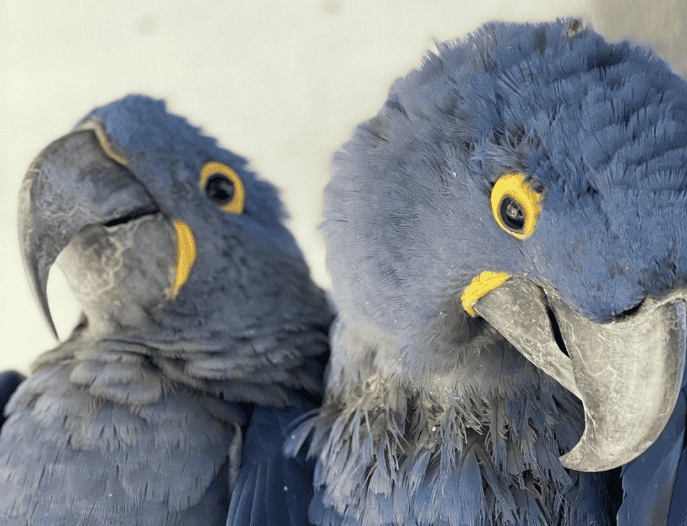 macaw