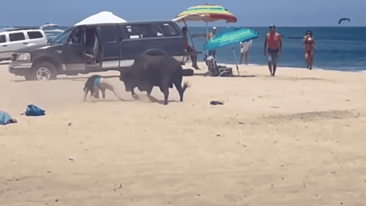 Watch A Bull Attacking A Woman On Mexico Beach