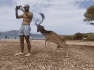 Selfie Snapper Rammed By Deer