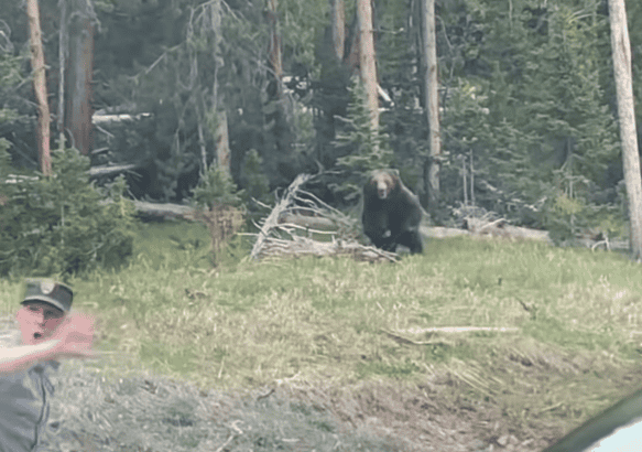 Grizzly Bear Charges Park Ranger At Yellowstone National Park