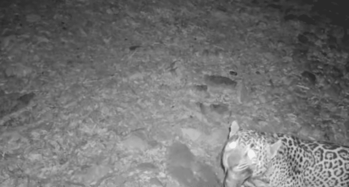 jaguar spotted near arizona