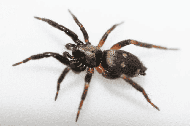 ground spider